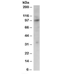 Western blot testing of Jurkat lysate with PRAM1 antibody at 2ug/ml. Predicted molecular weight: ~79
