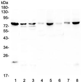 Western blot testing of 1) human PC-3, 2) human Caco-2, 3) human HepG2, 4) rat lung, 5) rat testis,