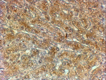 ATG4A Antibody