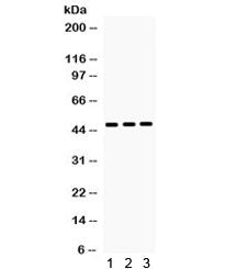 HHEX Antibody / HEX