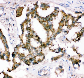 Crk Antibody