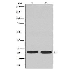 NRAS Antibody
