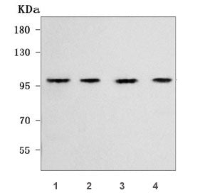 WFS1 Antibody / Wolframin