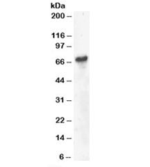 BLNK Antibody