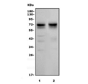 SHISA7 Antibody