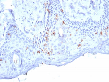 Langerin Antibody / CD207