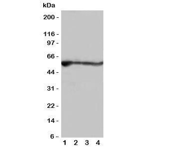 ALDH2 Antibody