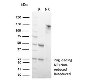 SDS-PAGE analysis of purified, BSA-free WIPI2 antibody (clone 2A2) as confirmation of integrity and