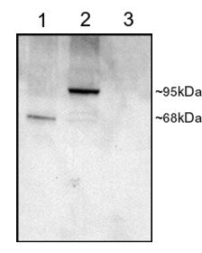 Western blot testing of COS cell lysates with PDE4D antibody at 1ug/ml: 1) transfected with human PD