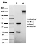 SDS-PAGE analysis of purified, BSA-free Penicillin antibody (clone Pen-9) as confirmation of integri