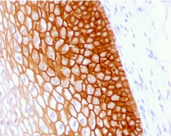 CD44v4 Antibody
