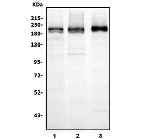 UBR2 Antibody