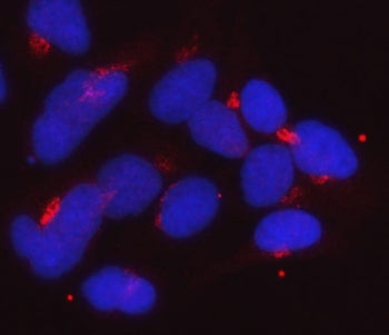 GOLGA1 Antibody / Golgin 97