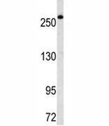 FASN Antibody