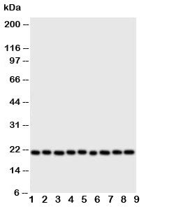 Cytoglobin Antibody