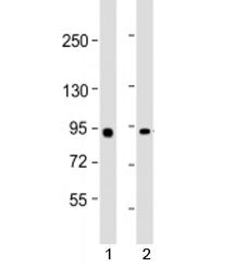 b-Myb Antibody / MYBL2