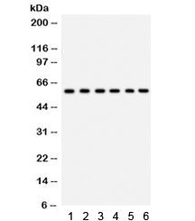 CYP24A1 Antibody