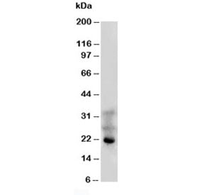 FGF4 Antibody