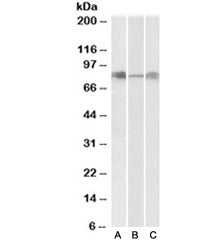 DLL4 Antibody