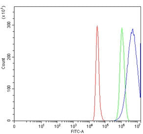 CTRL Antibody / Chymotrypsin-like protease CTRL-1