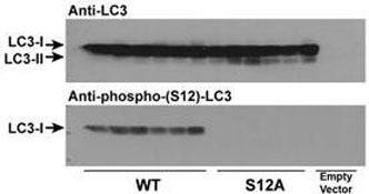 Phospho-LC3C Antibody (pS12)