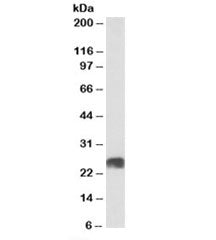 Western blot testing of human heart lysate with ATP5F1 antibody at 0.03ug/ml. Predicted molecular we