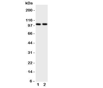 ZO-3 Antibody