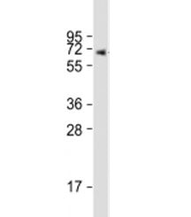 ERVK-7 Antibody