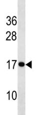 H3 Antibody (Histone H3)
