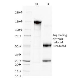 CD38 Antibody
