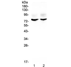 Kv1.1 Antibody / KCNA1