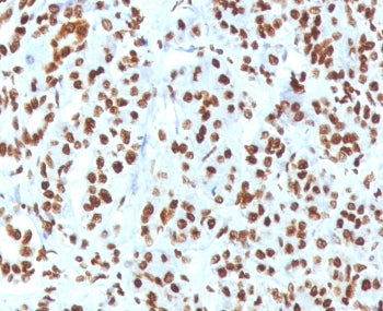 Histone H1 Antibody