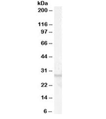 GPR40 Antibody