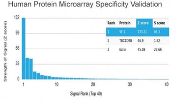 SF-1 Antibody / Steroidogenic Factor 1 / NR5A1