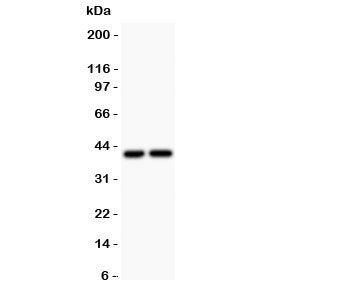 CXCR3 Antibody
