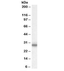 Myelin Protein Zero Antibody