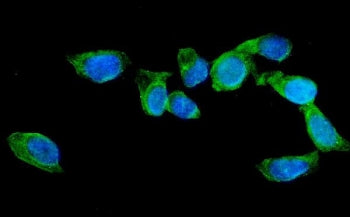 Immunofluorescent staining of FFPE human U-2 OS cells with AGFG1 antibody (green) and DAPI nuclear s
