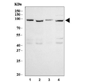 GRP94 Antibody