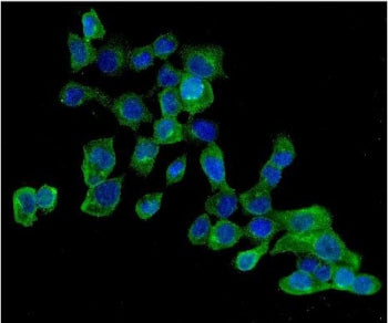 Immunofluorescent staining of FFPE human A431 cells with AMPK beta 2 antibody (green) and DAPI nucle