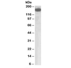 CFH Antibody