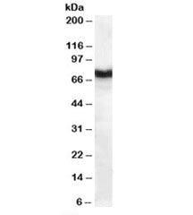 Frizzled 8 Antibody