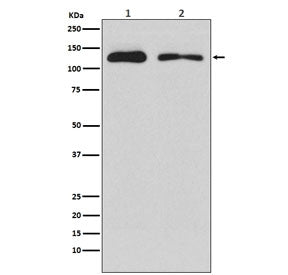 ULK1 Antibody
