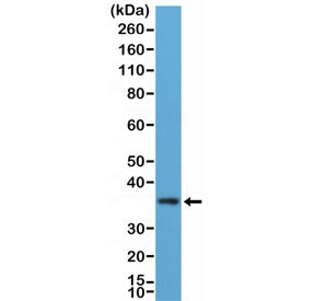 MyD88 Antibody / N-Terminal