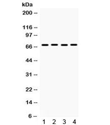 ETV4 Antibody / PEA3