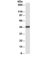 AMACR Antibody
