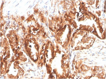 CD47 Antibody / IAP / Integrin Associated Protein