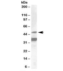 NR1I2 Antibody