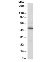 IDH2 Antibody