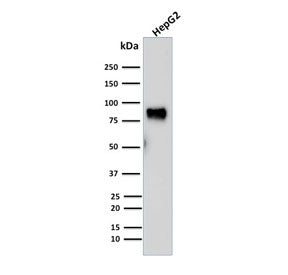 MDM2 Antibody