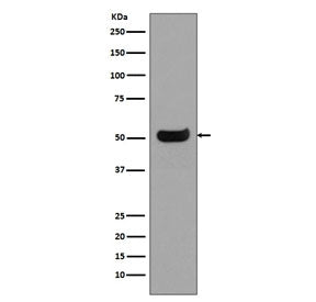 Human IgG4 Antibody